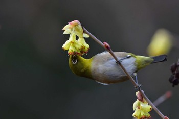 2023年3月6日(月) 長浜公園の野鳥観察記録