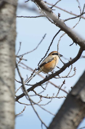 Bull-headed Shrike Osaka Tsurumi Ryokuchi Sat, 3/4/2023