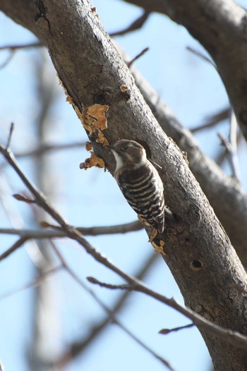 Japanese Pygmy Woodpecker Osaka Tsurumi Ryokuchi Sat, 3/4/2023