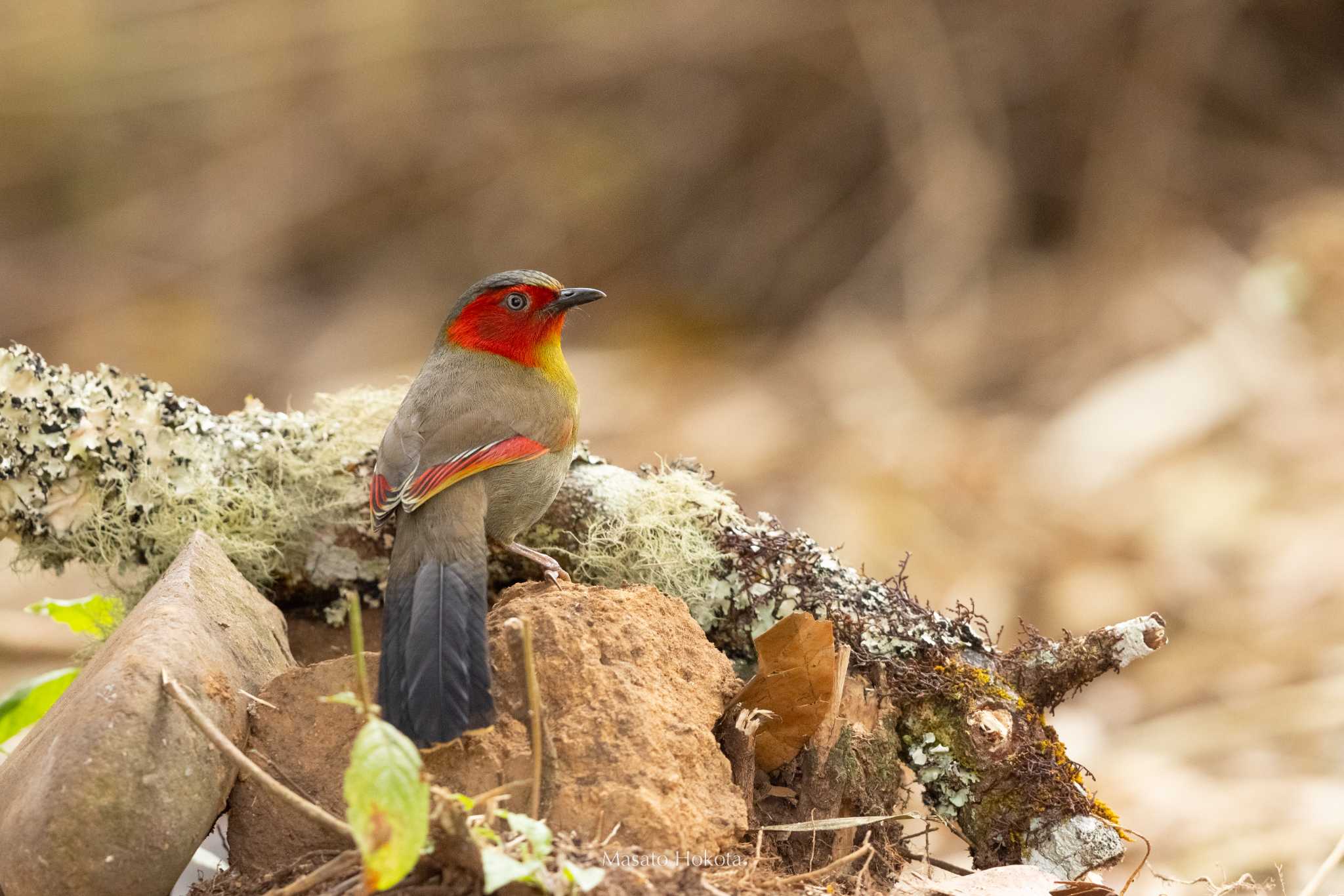 Scarlet-faced Liocichla