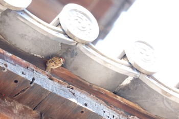 Eurasian Tree Sparrow 東寺 Mon, 3/6/2023