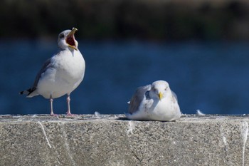 Vega Gull Choshi Fishing Port Sat, 3/4/2023