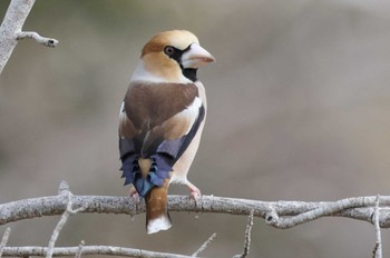 Hawfinch 勅使池(豊明市) Thu, 3/2/2023