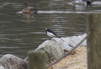 Japanese Wagtail 洞峰公園 Mon, 3/6/2023