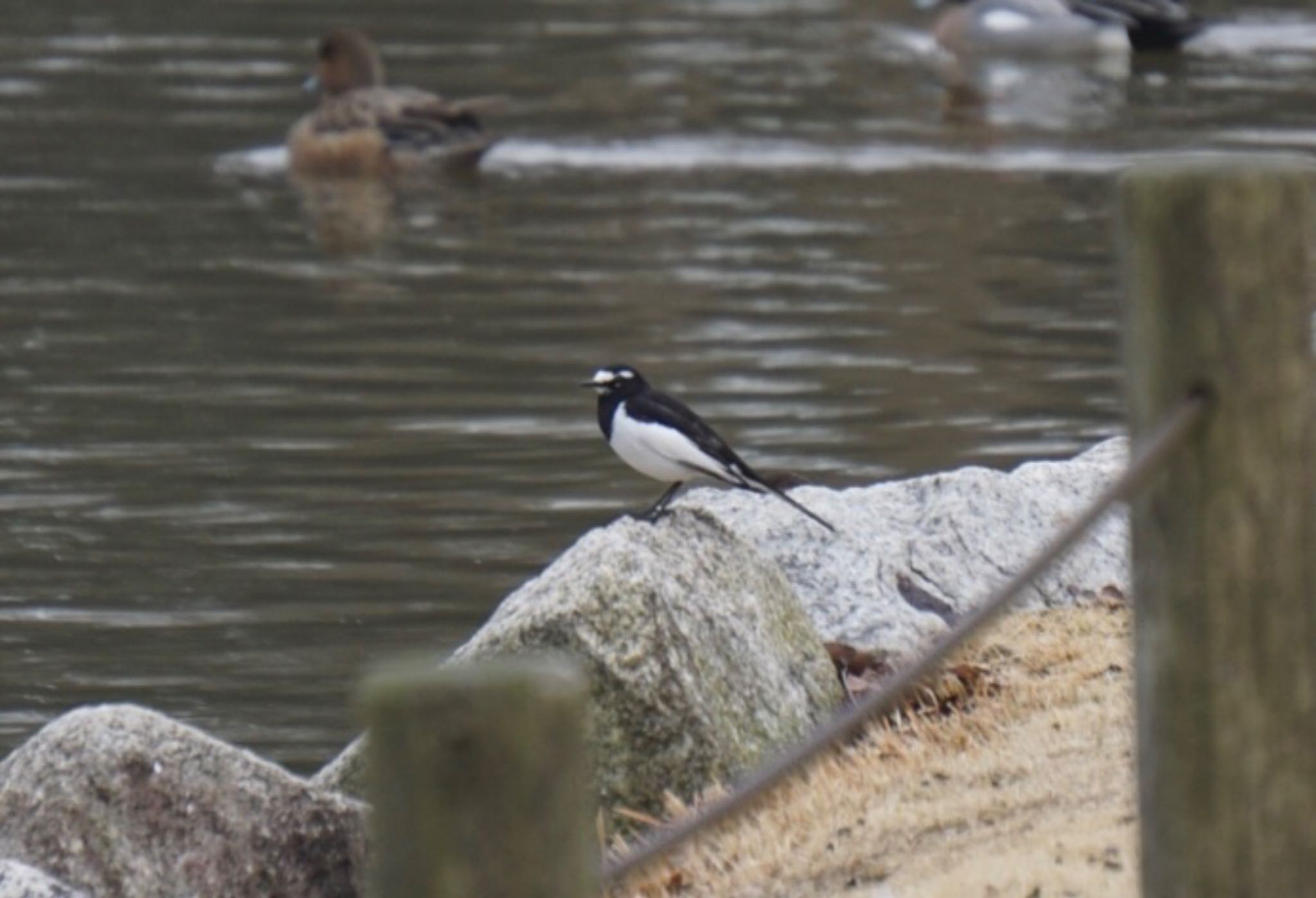 Japanese Wagtail