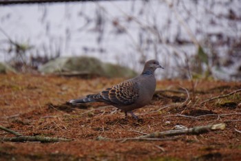 Oriental Turtle Dove 洞峰公園 Mon, 3/6/2023