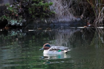 Eurasian Teal みさか桃源郷公園 Sun, 12/11/2022