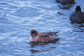 Eurasian Wigeon Yamanakako Lake Sat, 12/17/2022