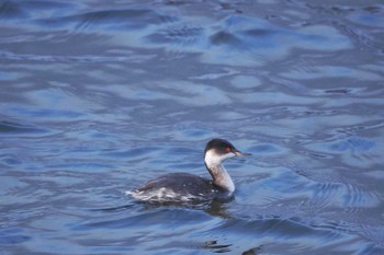 Black-necked Grebe Yamanakako Lake Sat, 12/17/2022