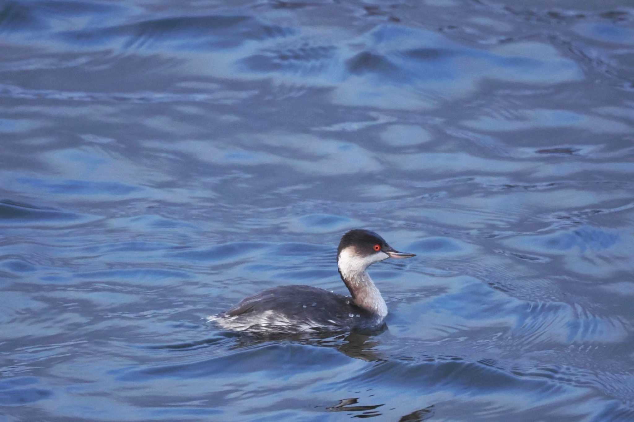 Photo of Black-necked Grebe at Yamanakako Lake by 關本 英樹