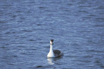 Great Crested Grebe Yamanakako Lake Sat, 12/17/2022