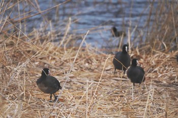 Eurasian Coot Lake Kawaguchiko Sat, 12/17/2022