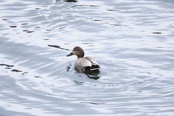 Gadwall Lake Kawaguchiko Sat, 12/17/2022