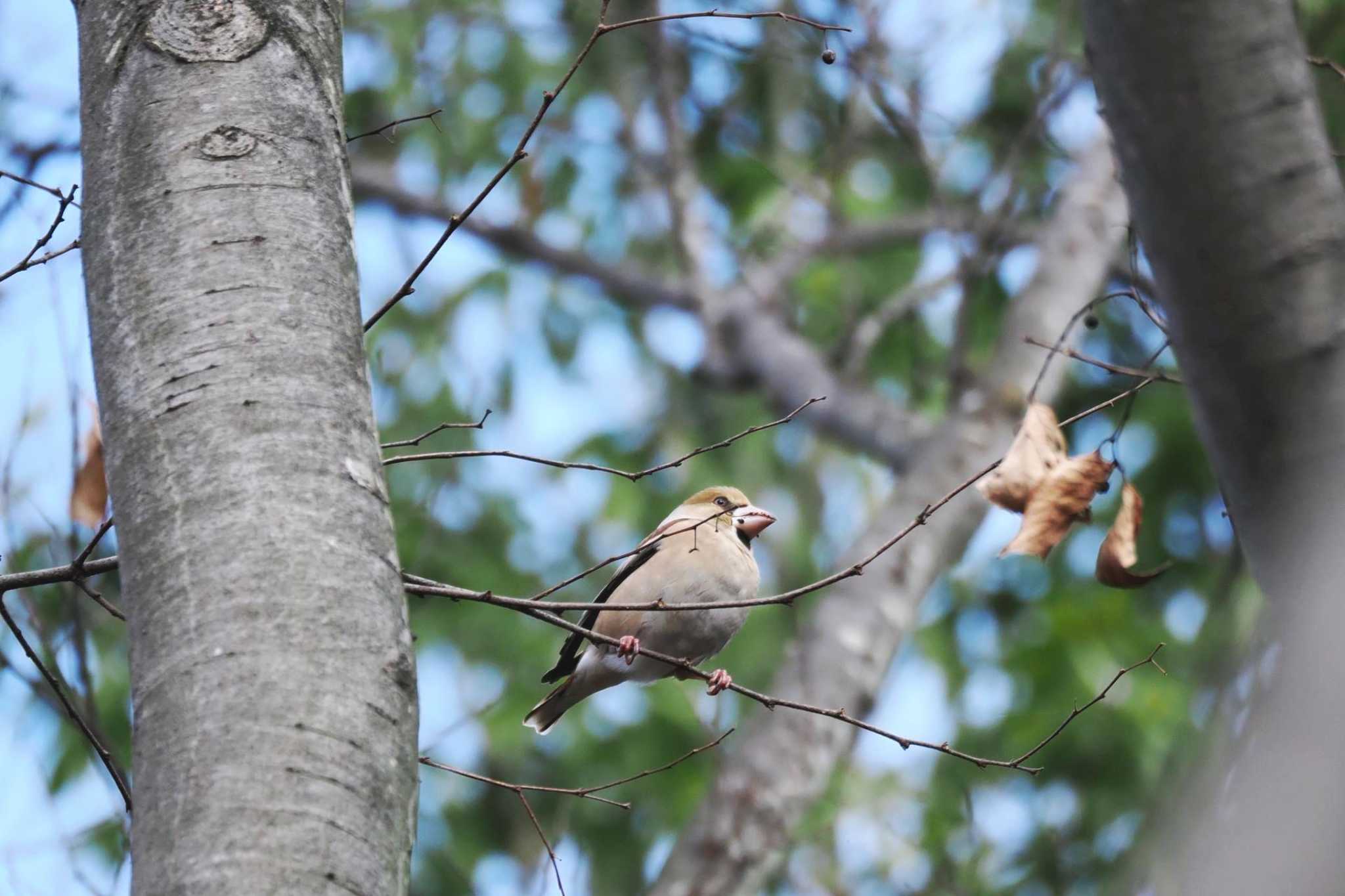 Photo of Hawfinch at 山梨県森林公園金川の森(山梨県笛吹市) by 關本 英樹