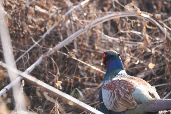 Green Pheasant 職場@sekimoto Tue, 12/27/2022