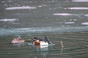 2022年12月24日(土) 明見湖の野鳥観察記録