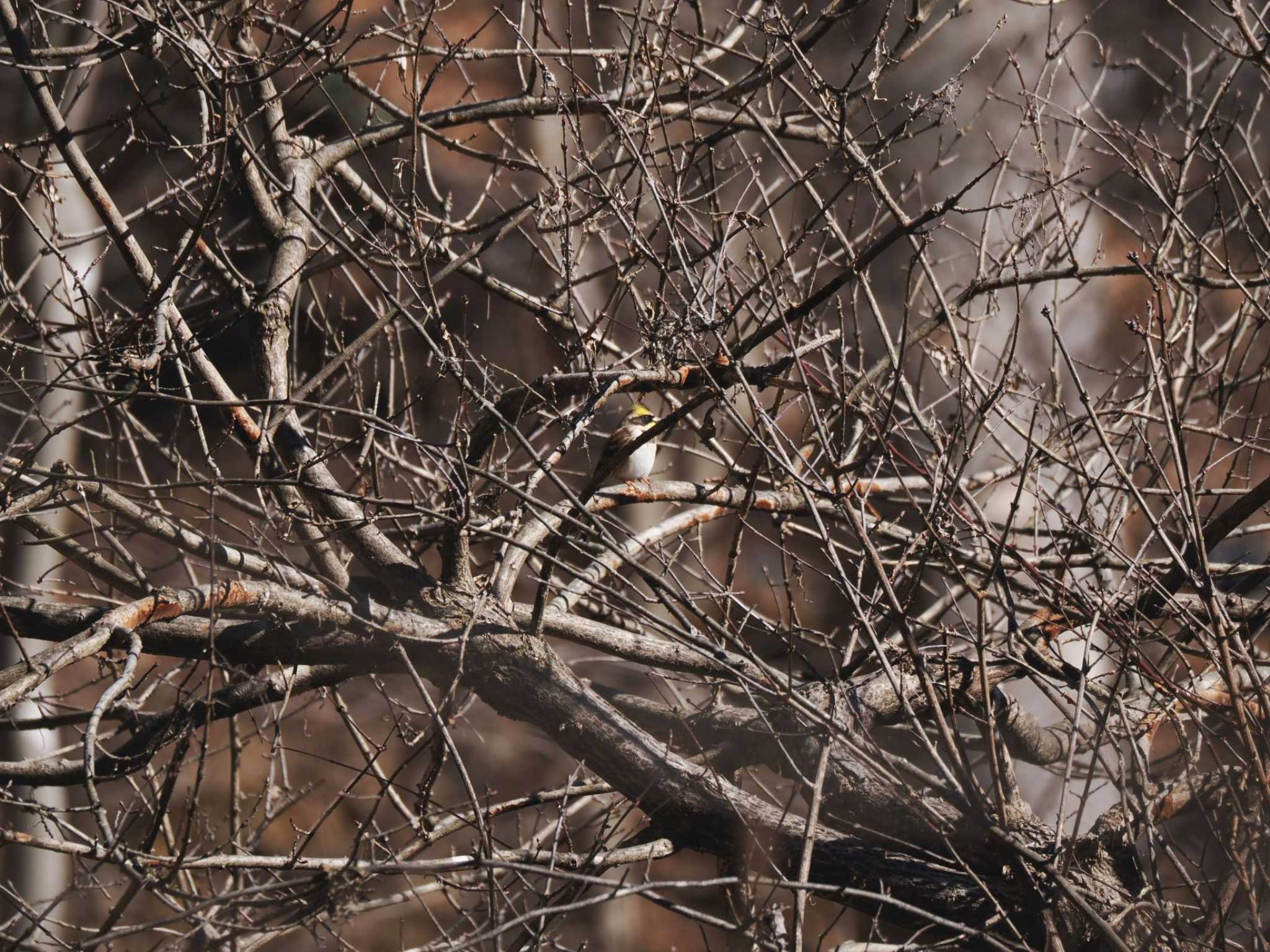 Photo of Yellow-throated Bunting at 笹子峠 by 關本 英樹