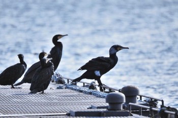 カワウ 河口湖 2022年12月24日(土)