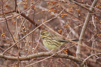 Masked Bunting Yamanakako Lake Fri, 12/30/2022