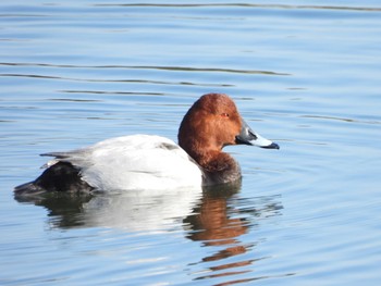 ホシハジロ 山口県立きらら浜自然観察公園 2023年3月5日(日)