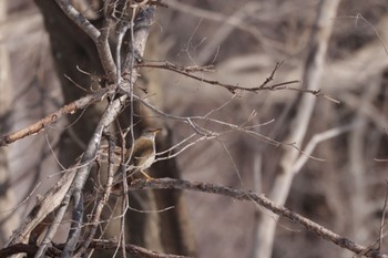 2023年3月6日(月) 真駒内公園の野鳥観察記録