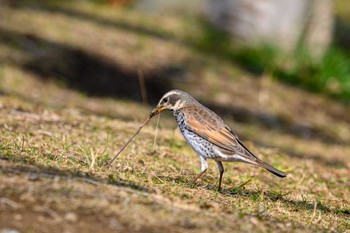 Dusky Thrush 金井公園 Mon, 3/6/2023