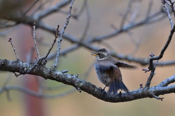 2023年3月4日(土) 長浜公園の野鳥観察記録