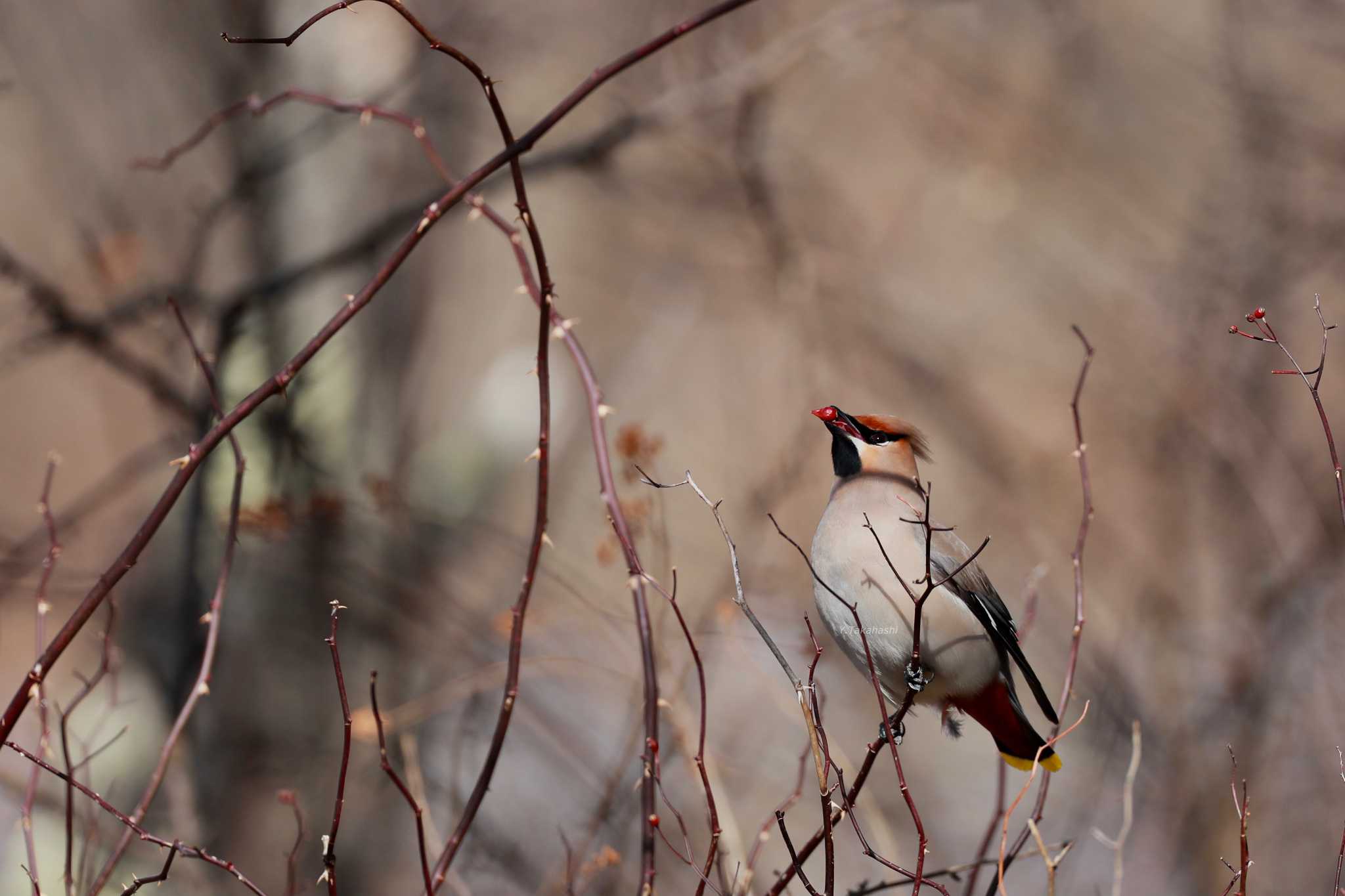 Photo of Bohemian Waxwing at 奥日光(戦場ヶ原,湯滝) by 八丈 鶫