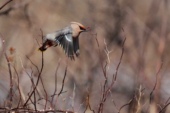 Bohemian Waxwing 奥日光(戦場ヶ原,湯滝) Sun, 3/5/2023