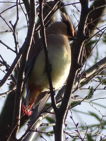 Japanese Waxwing Higashitakane Forest park Mon, 3/6/2023