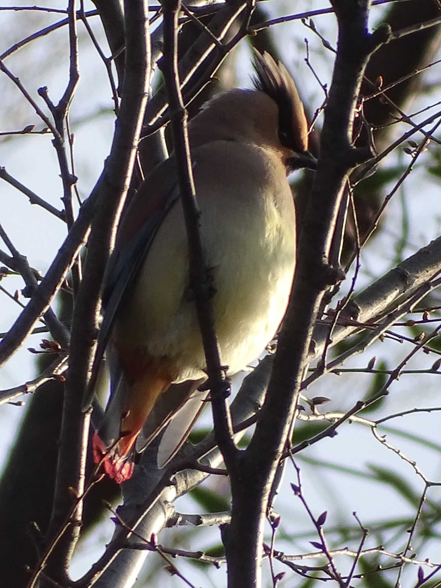 Photo of Japanese Waxwing at Higashitakane Forest park by poppo