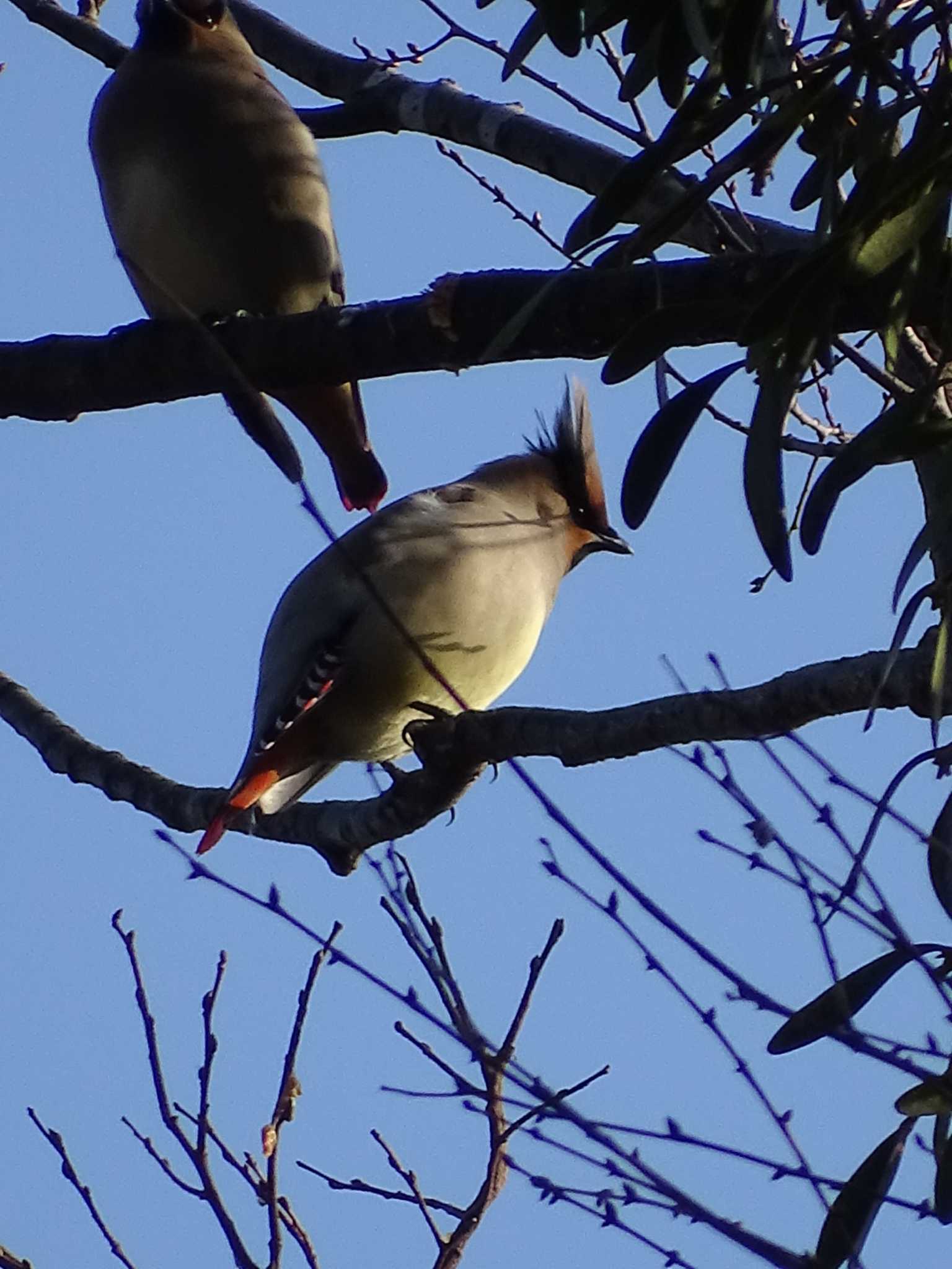 Photo of Japanese Waxwing at Higashitakane Forest park by poppo