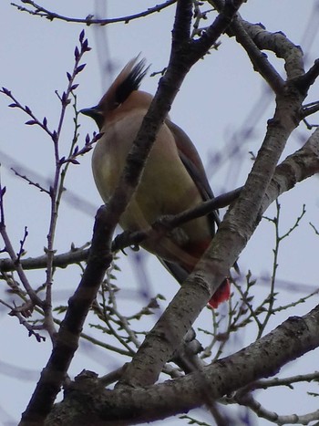 Japanese Waxwing Higashitakane Forest park Mon, 3/6/2023