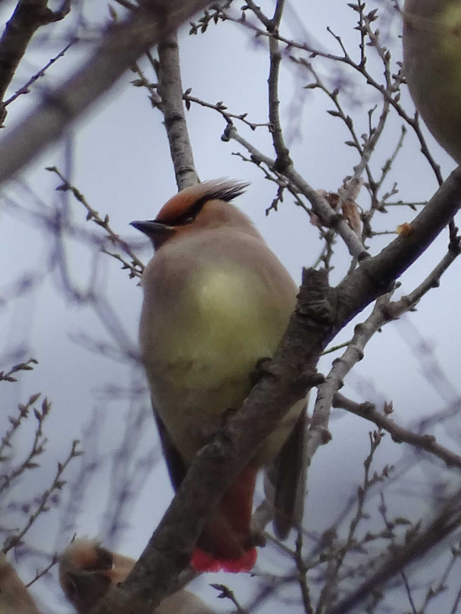 Photo of Japanese Waxwing at Higashitakane Forest park by poppo