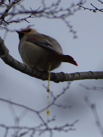 Japanese Waxwing Higashitakane Forest park Mon, 3/6/2023