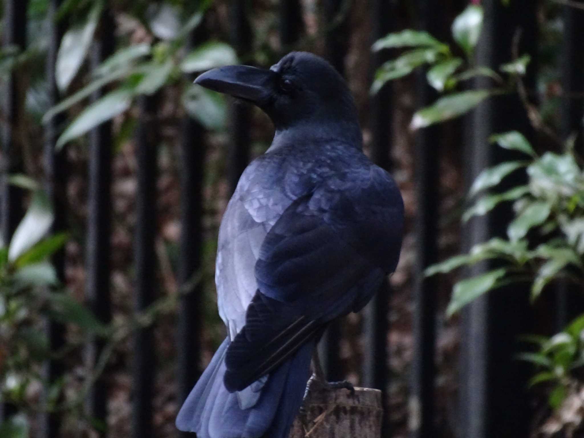 Photo of Large-billed Crow at Higashitakane Forest park by poppo