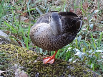 Eastern Spot-billed Duck Higashitakane Forest park Mon, 3/6/2023