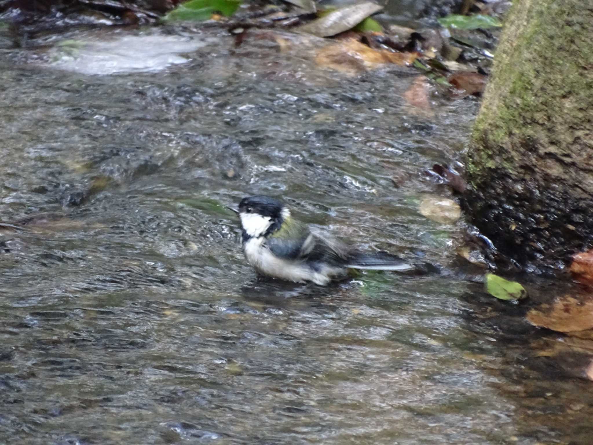 Japanese Tit