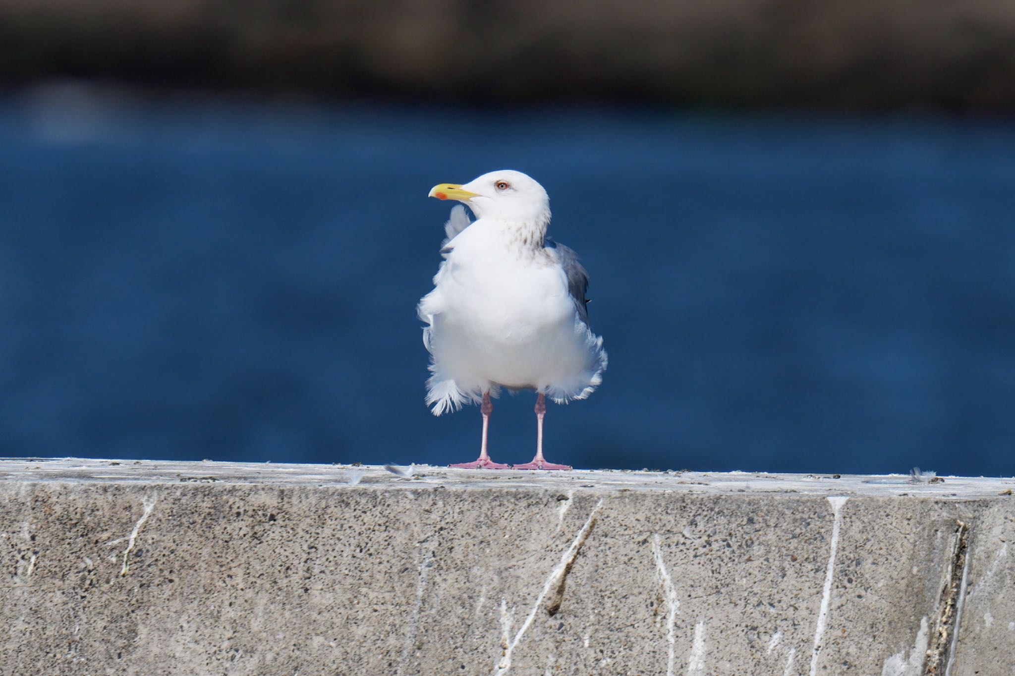 セグロカモメ