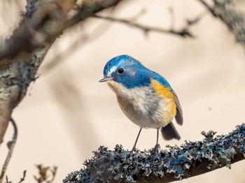 Red-flanked Bluetail 小木津山自然公園 Sat, 3/4/2023