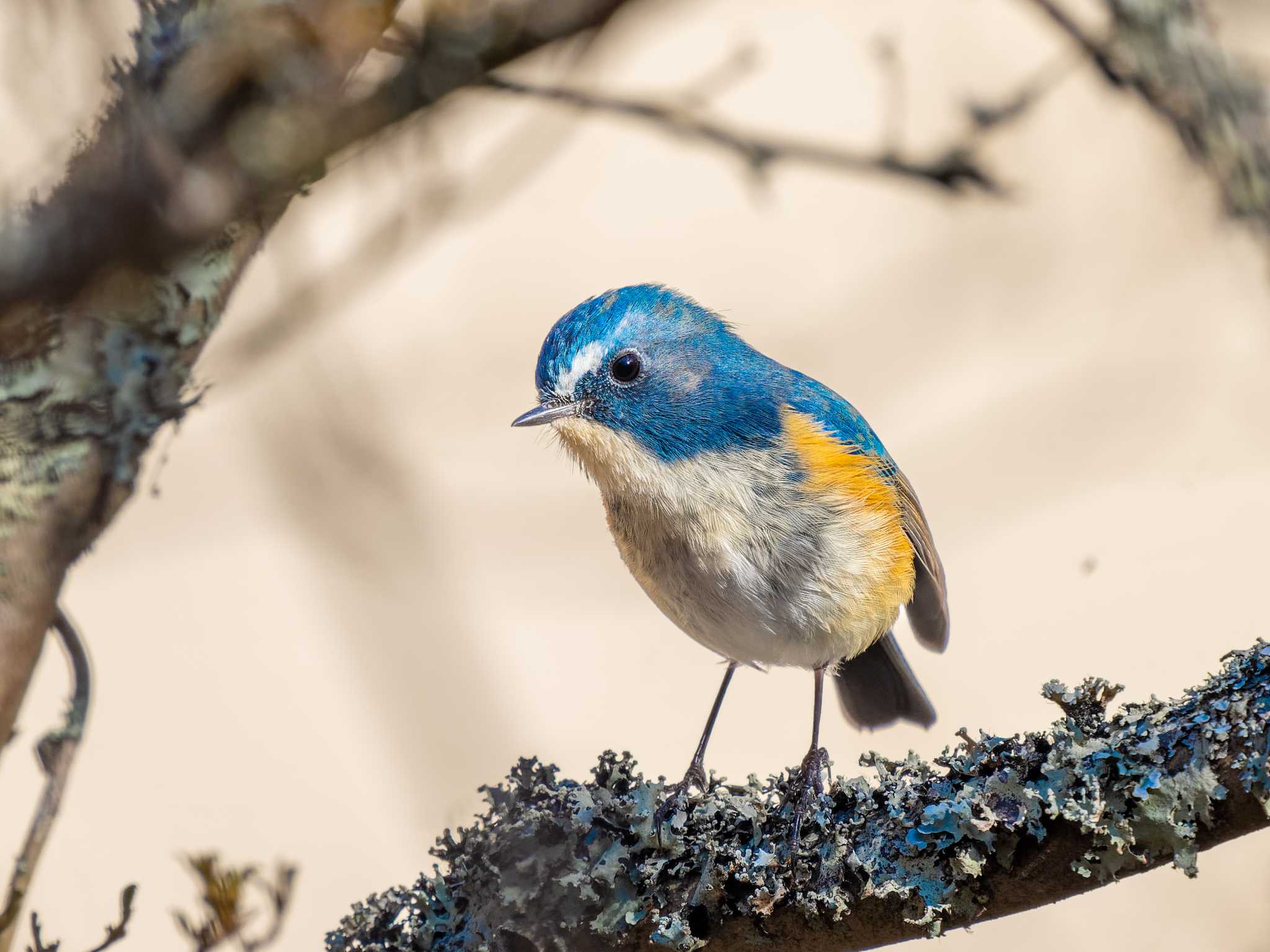 Photo of Red-flanked Bluetail at 小木津山自然公園 by かぐやパパ
