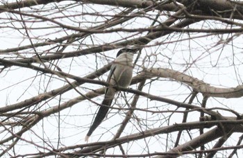 2023年3月2日(木) 井の頭公園の野鳥観察記録