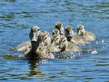 Mallard Loring Park Fri, 6/3/2022