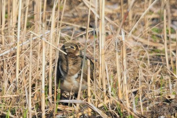 タマシギ 水元公園 2023年2月23日(木)