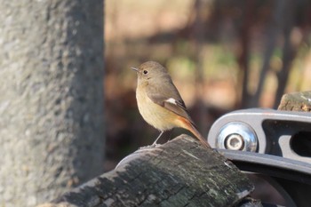 Daurian Redstart 東京都北区 Sat, 3/4/2023