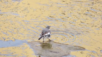 White Wagtail 帷子川 Sun, 3/5/2023