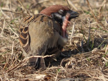 Eurasian Tree Sparrow 岡山後楽園 Mon, 3/6/2023