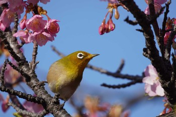 メジロ 大阪 2023年3月5日(日)