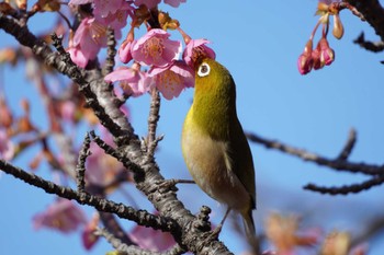 メジロ 大阪 2023年3月5日(日)