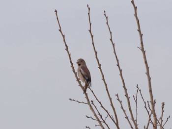 2023年3月6日(月) 横浜市立金沢自然公園の野鳥観察記録